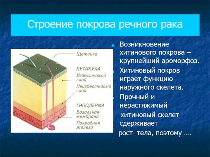 Покровы ракообразных состоят из. Строение покровов. Покровы тела ракообразных. Строение хитинового Покрова. Покров пресноводных.