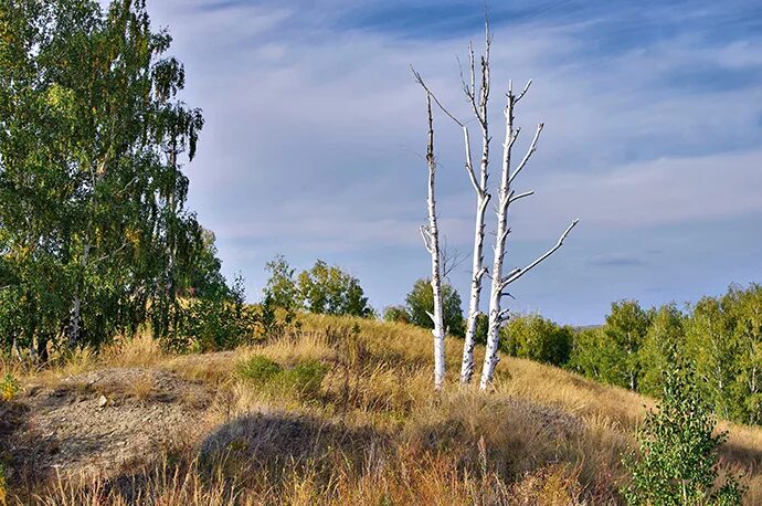 Береза. Сухая береза. Засохшая береза. Высохшая береза. Купить березу нижний новгород