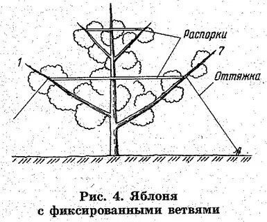 Крона яблони