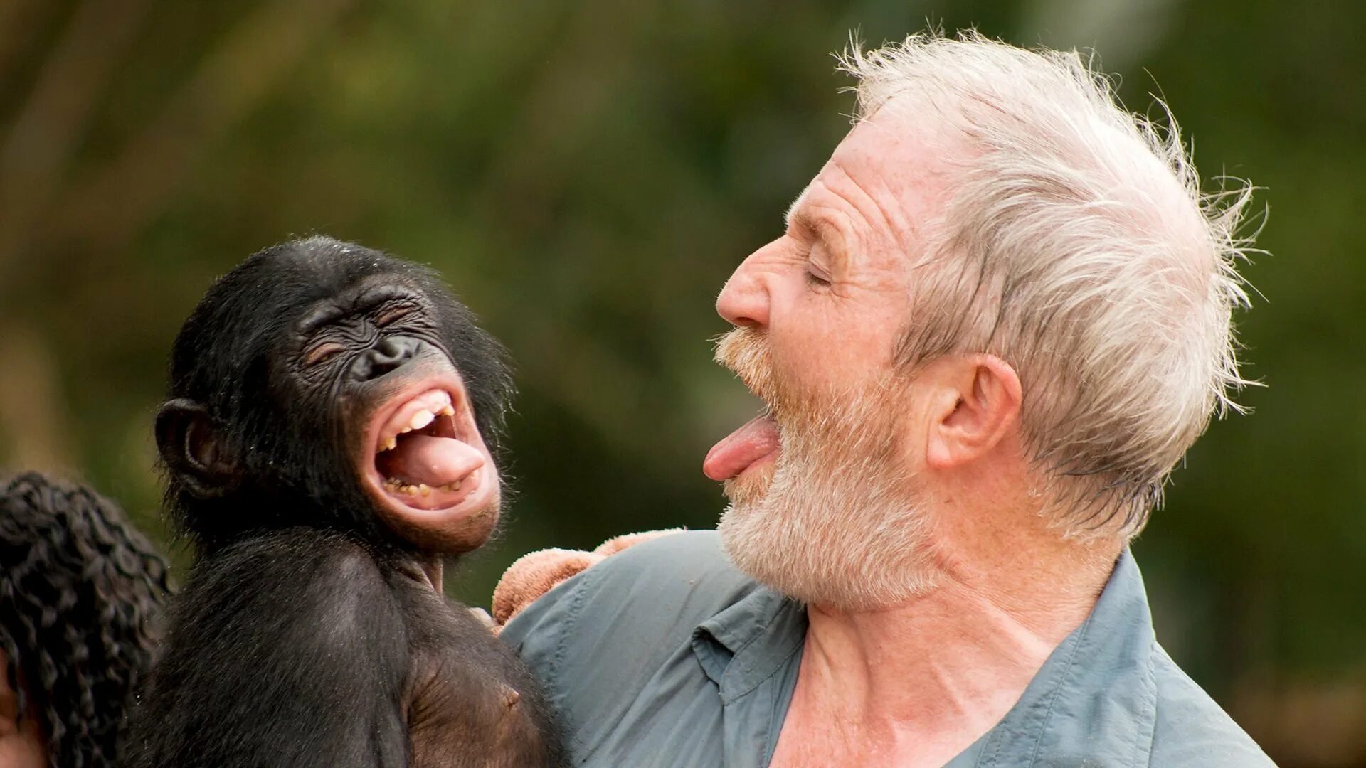 Покажи человека обезьяну. Бонобо обезьяна. Шимпанзе бонобо. Самая умная обезьяна в мире бонобо. Маймун маймун обезьяны.