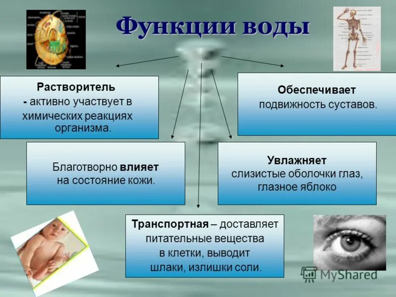 Основной функцией вода является. Функции воды. Функции воды в живых системах. Функции воды в живых клетках.