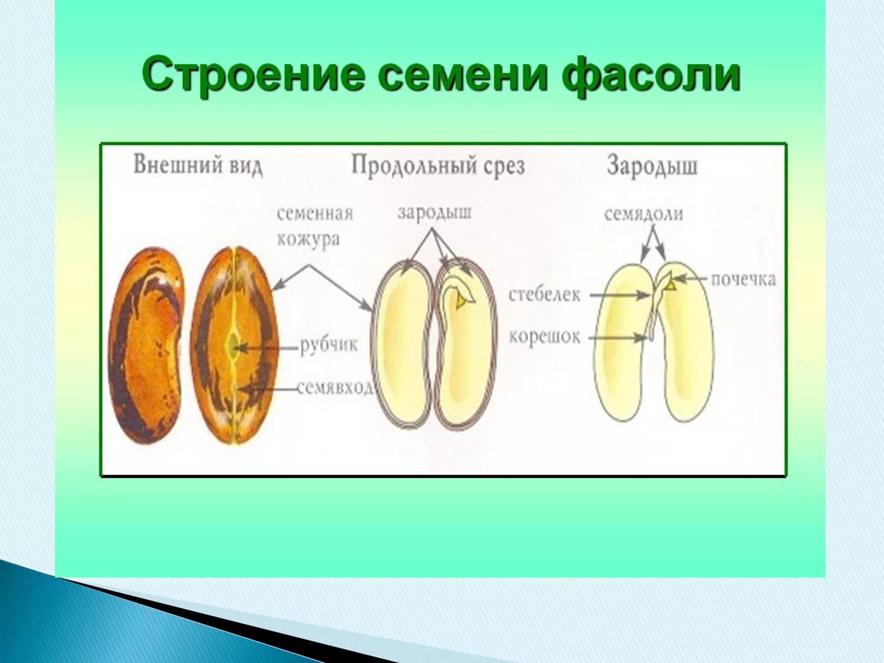 Из семядолей стебелька корешка и почечки. Строение зародыша фасоли рисунок. Части зародыша семени фасоли. Строение семени и размножение у растений.. Строение семени фасоли семядольный узел.