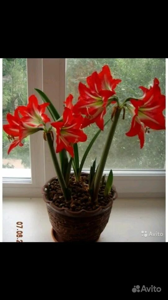 гиппеаструм алый. амариллис валотта гиппеаструм. гиппеаструм богота. кливия пикоти. комнатная лилия кливия.