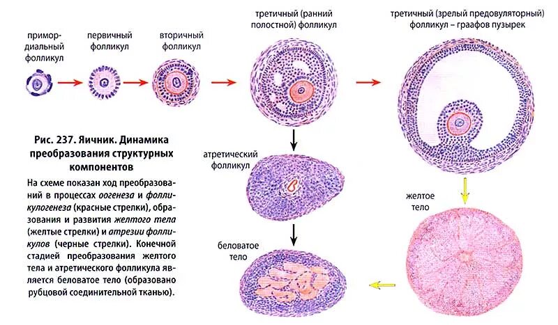 Яйцеклетки сохраняют способность к оплодотворению. Третичный фолликул это овоцит. Строение овоцита гистология. Строение желтого тела яичника гистология. Атретический фолликул строение.