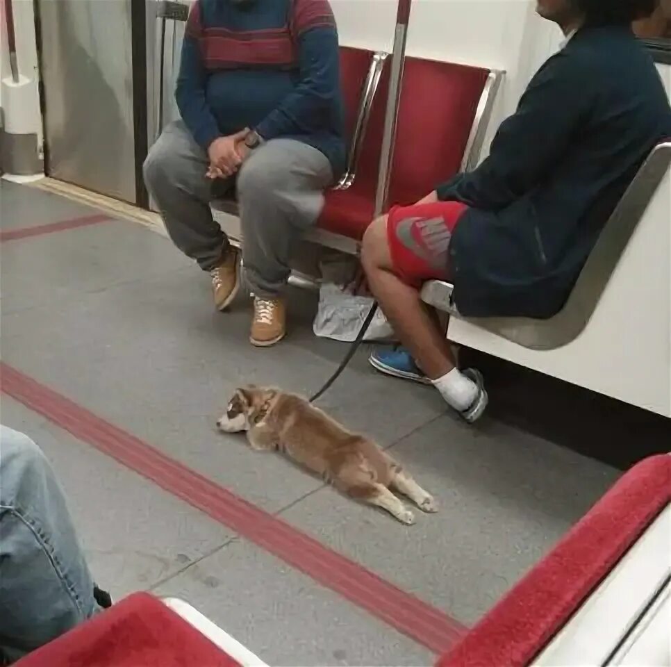 маленькая собака в метро. собаки в метро нью-йорка. корги в метро. большая собака в сумке в метро. собаки в сумках в метро нью-йорка.