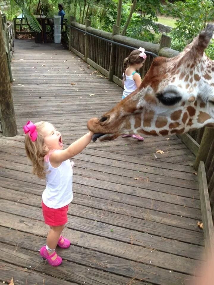 Веселые видео с животными. Дети в зоопарке. Девочка в зоопарке. Животные зоопарка. Фотосессия в зоопарке.