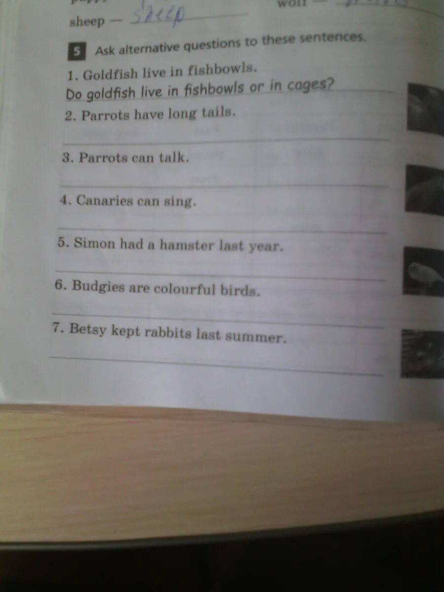 Ask the alternative questions. Ask alternative questions to these sentences 5 класс. ask questions to these sentences. ask questions to the sentences. alternative questions examples.