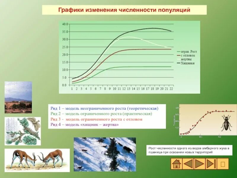 На графиках продемонстрированы изменения численности жертвы зайцев. График изменения численности популяции. Графики изменения численности популяций. Биологические модели развития популяций.. Моделирование динамики численности популяций.