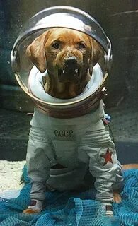День космонавтики собака
