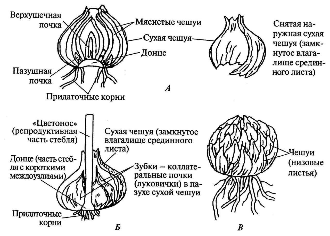 Какое строение имеет луковица биология. Строение луковицы лилейных. поперечный срез луковицы чеснока. схема луковицы репчатого лука. имбрикатная луковица лилии.