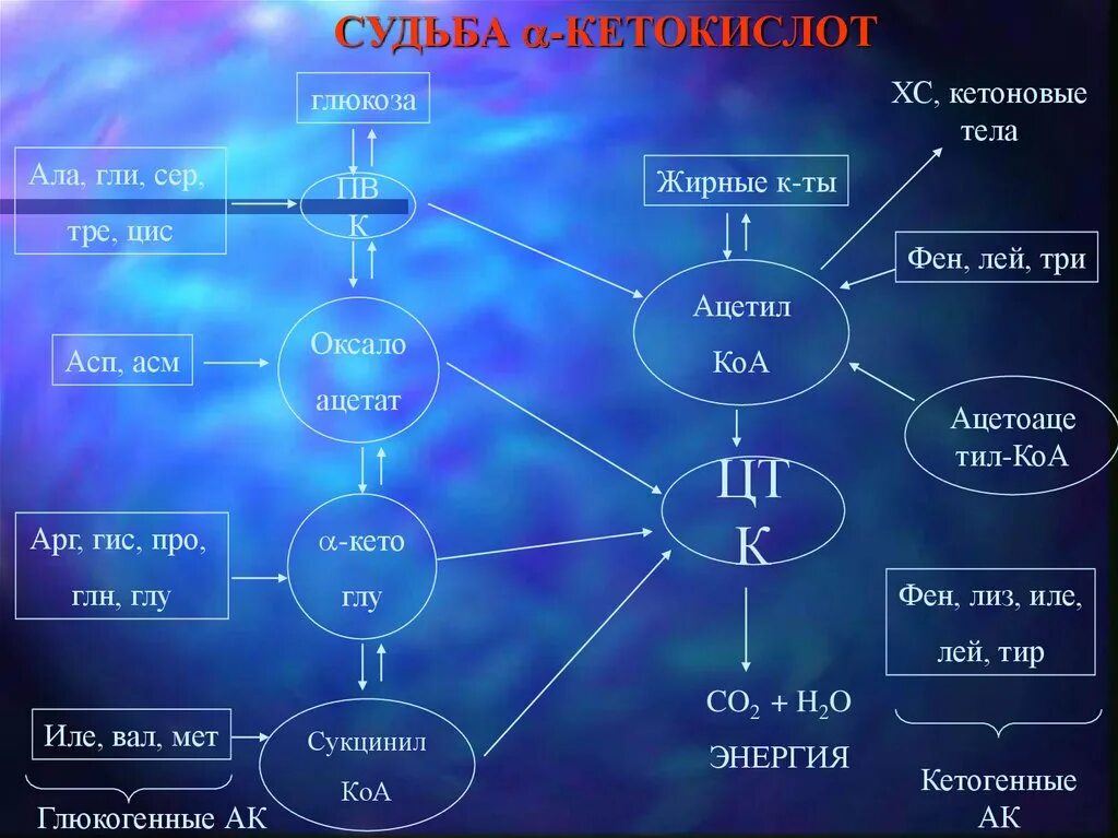 Цис асп