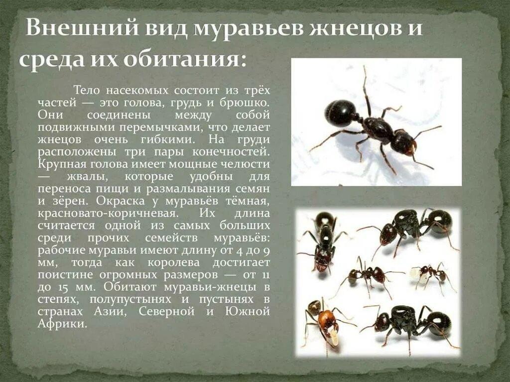 Муравьи степные жнецы Messor structor. Колония муравьев-жнецов Messor structor. Внешний вид муравьев жнецов. Муравьи жнецы типы.