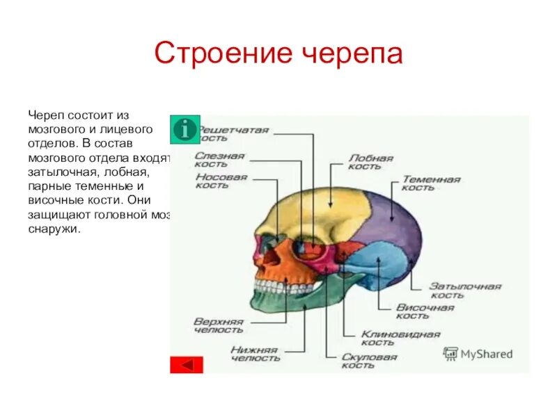 Строение черепа мозговой и лицевой отделы. Кости черепа мозговой отдел и лицевой отдел. Строение черепа и функции мозговой лицевой отдел. Строение мозгового отдела череп отдела.