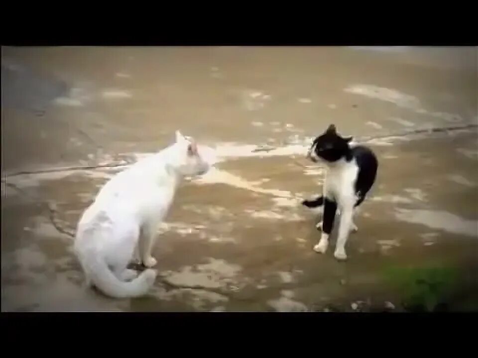 Kung fu cat x. Kung fu cat x