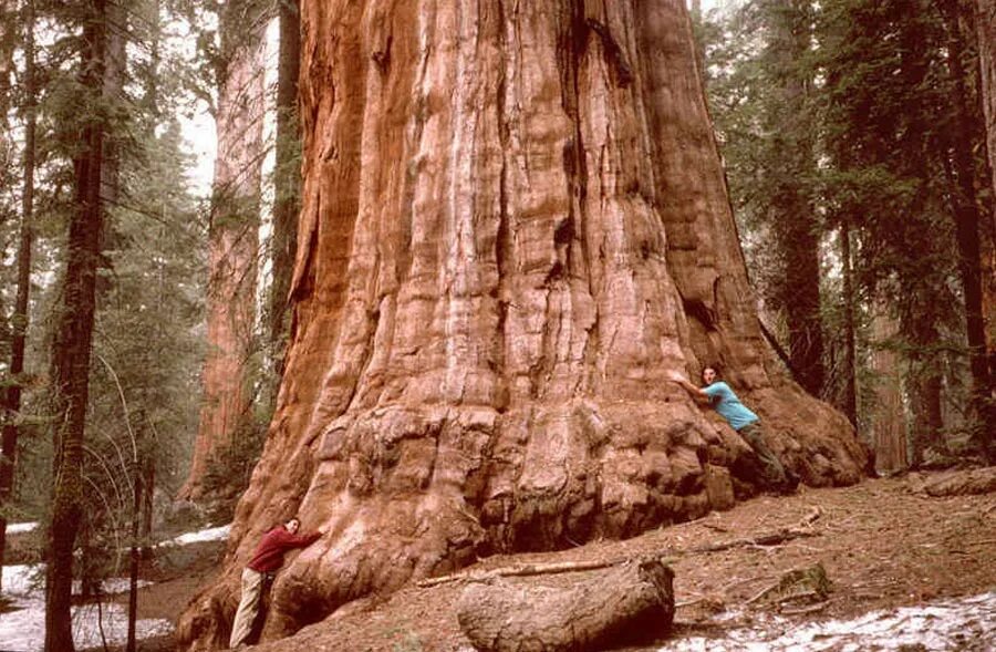Самое высокое дерево на земле природная зона. Секвойя дерево. Калифорнийская Секвойя Гиперион. Секвойя дерево Гиперион. Американская Секвойя Гиперион.