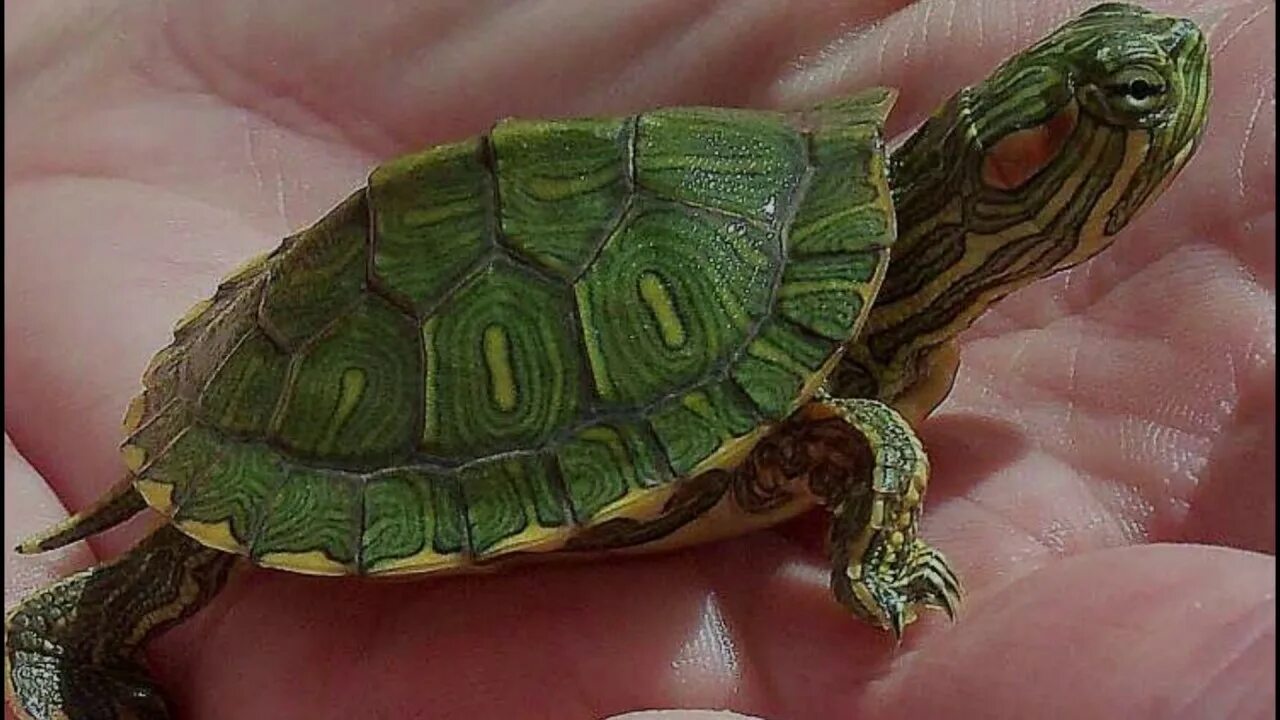Красноухая водоплавающая черепаха. Аквариумная черепаха красноухая. Сколько живут черепахи в аквариуме. Морская черепаха красноухая. Сколько живут черепахи в аквариуме.