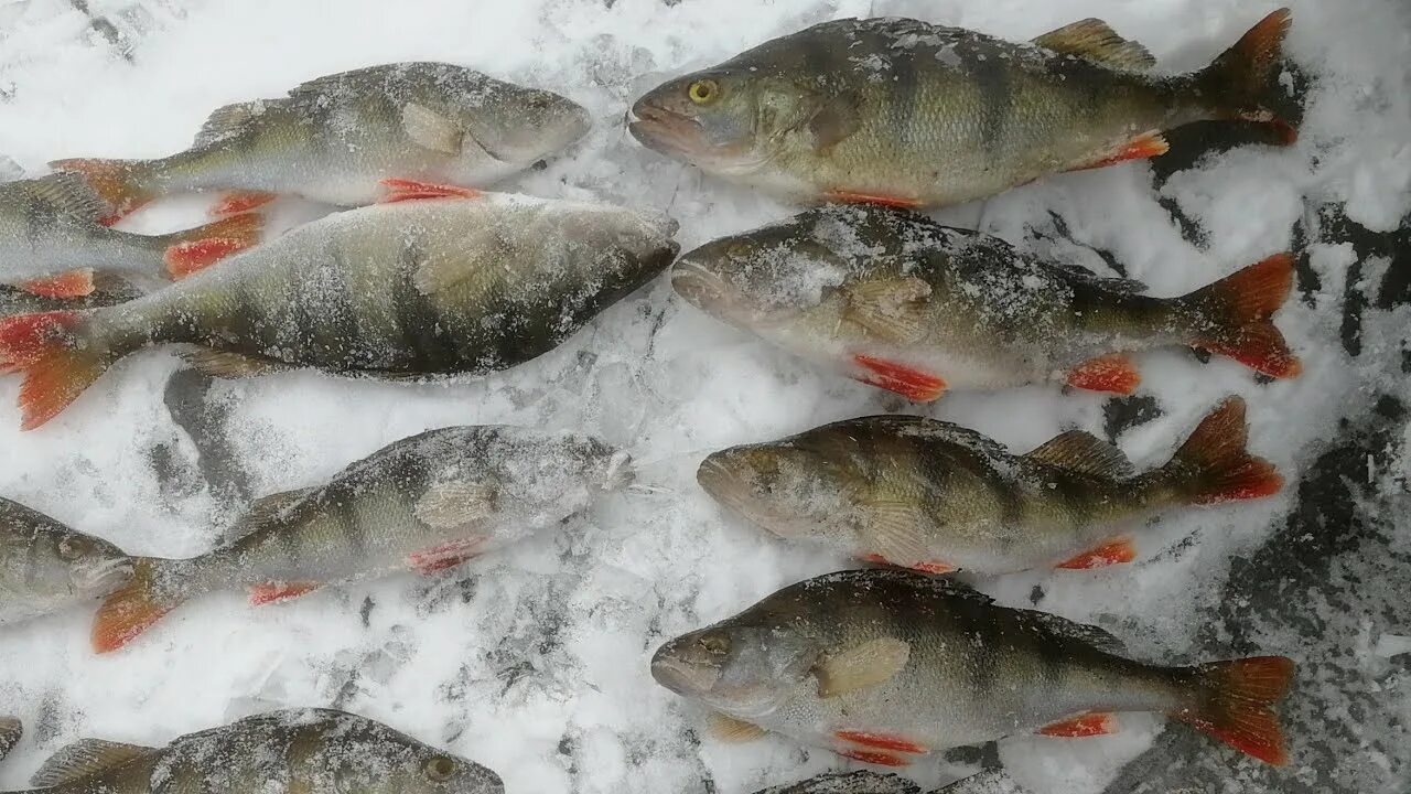 Рыбалка в ленинградской области на ладоге. Рыбалка в Назии на Ладоге зимой. Окунь зима Ладога. Рыбалка в Назии на Ладоге. Рыбалка зимой окунь Ладога.