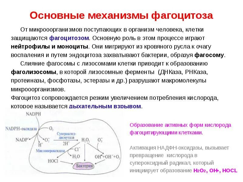 Фагоцитоз воспаление. Механизмы фагоцитоза при воспалении. Патология фагоцитоза патофизиология. Наследственные формы патологии фагоцитоза. Этапы фагоцитоза микробиология.