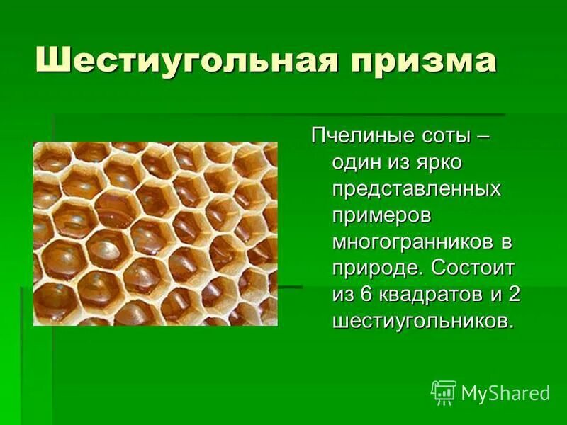 Вид сот. Строение пчелиных сот. Многогранники в природе. Строение соты пчел. Многогранники в природе соты.