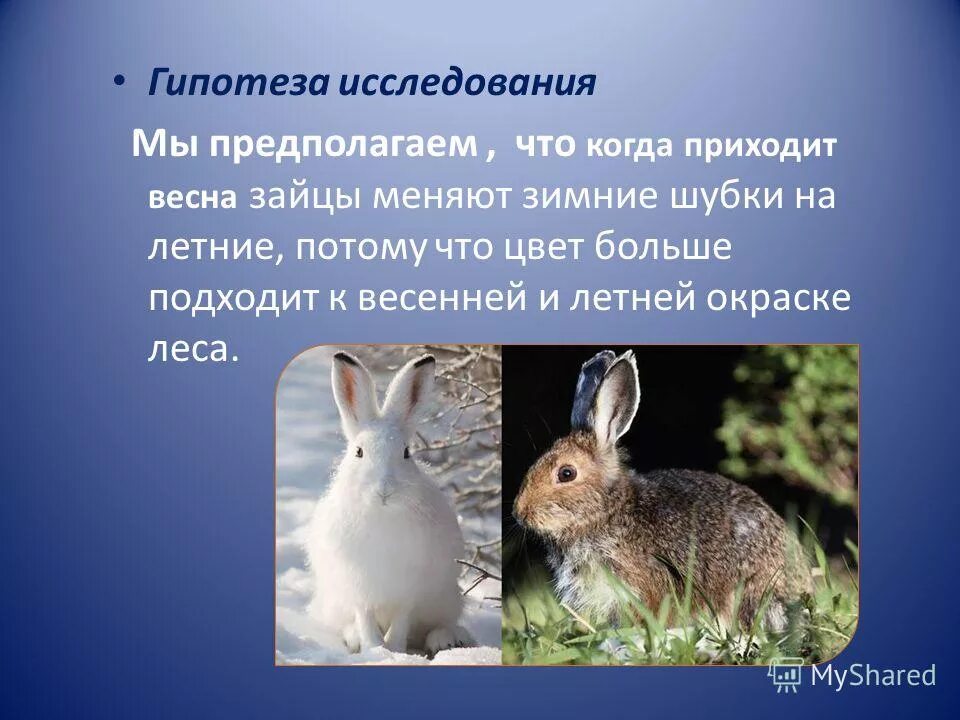 Заяц осенью меняет серую шубку. Заяц меняет. Заяц меняет шубку осенью. Заяц меняет шубку на зиму. Заяц меняет шубку на зиму.