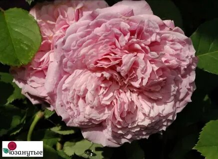 Will rose
