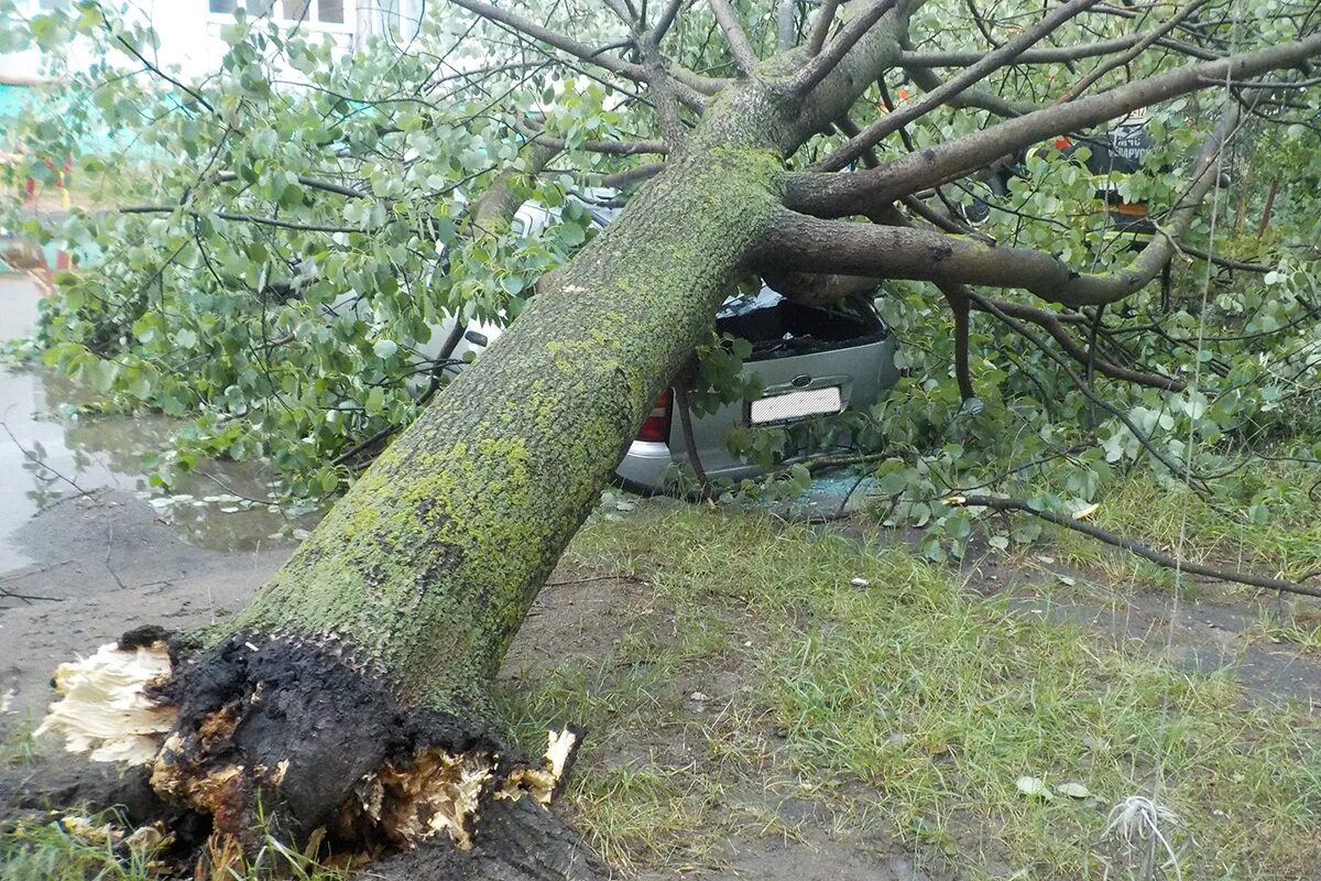 Убрать крону деревьев