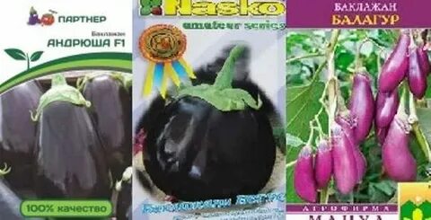 Баклажан андрюша описание