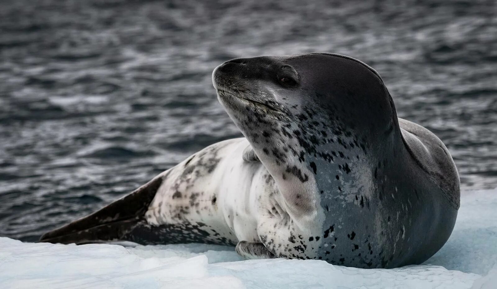 Фото морского леопарда. Морской леопард в Антарктиде. Морской леопард Северный Ледовитый океан. Ластоногие морской леопард. Кирсти Браун морской леопард.