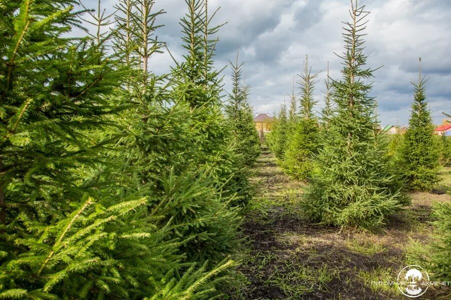 Ель Сибирская (Picea obovata Ledeb. ). Ель Сибирская Печорская. Сибирская ель в лесотундре. Ель Сибирская Picea obovata изгородь. Хвойная 0