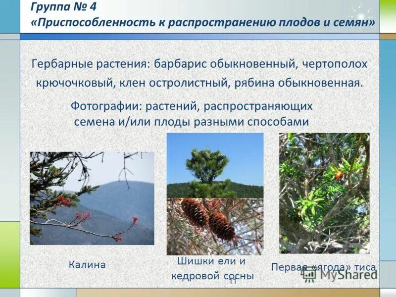 условия среды сосны. приспособления ели к среде обитания. приспособления животных к разным средам обитания. способы движения наземных животных. приспособления ксредеобитани,.