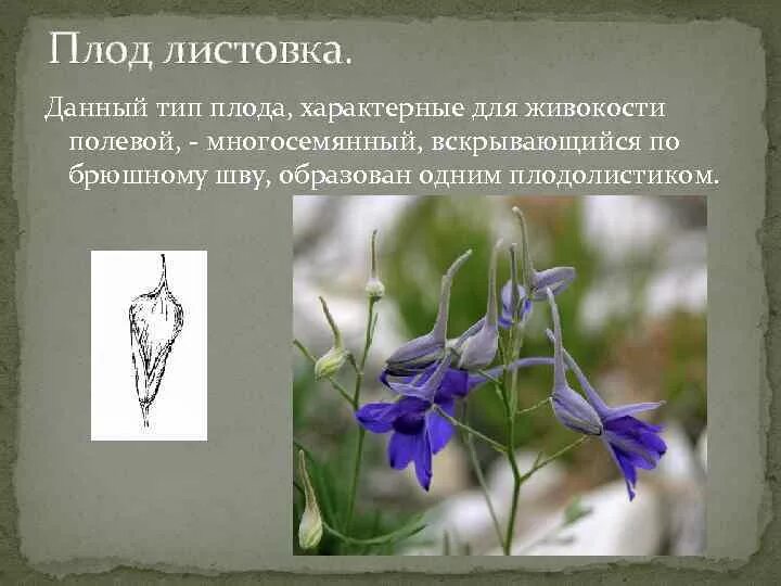 Многолистовка пиона односемянный или многосемянный. Сочная многолистовка плод. Листовка растение плод. Многолистовка плод характеристика. Многолистовка и многоорешек.