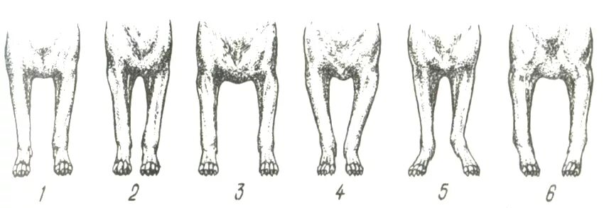 5 лап у собаки. Постав передних конечностей собаки. Рахит у собак передних конечностей. Постав задних конечностей у собак.