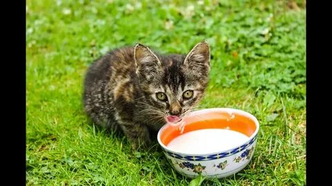 Кошачье молоко