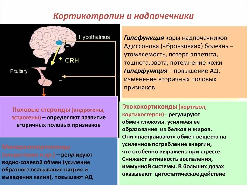 Гиперфункция гормонов надпочечников. Надпочечники гиперфункция и гипофункция. Гиперфункция коры надпочечников. Адренокортикотропный гормон гипофункция и гиперфункция. Гиперфункция мозгового вещества надпочечников