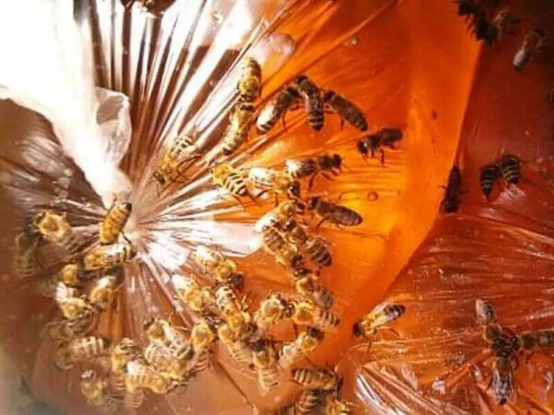 Подкормка пчел. Весенняя подкормка пчел. Подкормка пчел сахарным сиропом. Подкормка пчел на зиму сахарным сиропом. Весенняя подкормка пчел сиропом