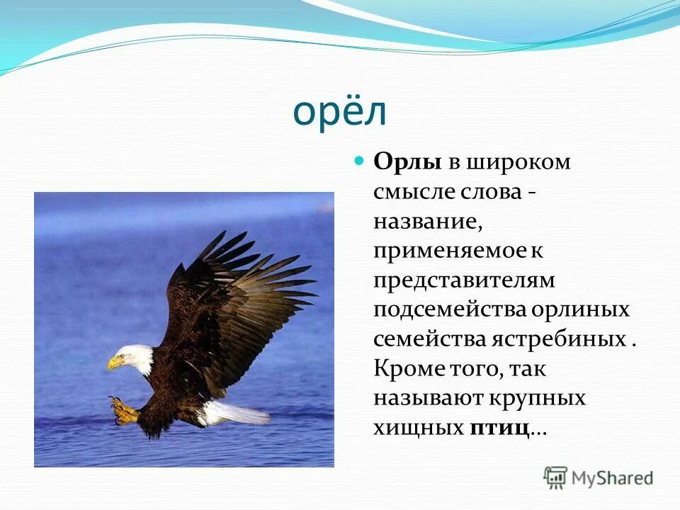 Сколько слов в слове орел. Описание орла. Информация о Орле. Рассказ про орла. Орел характер птицы.