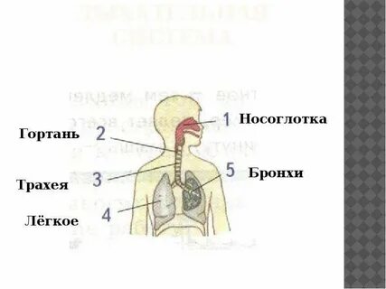 3 органы дыхания человека