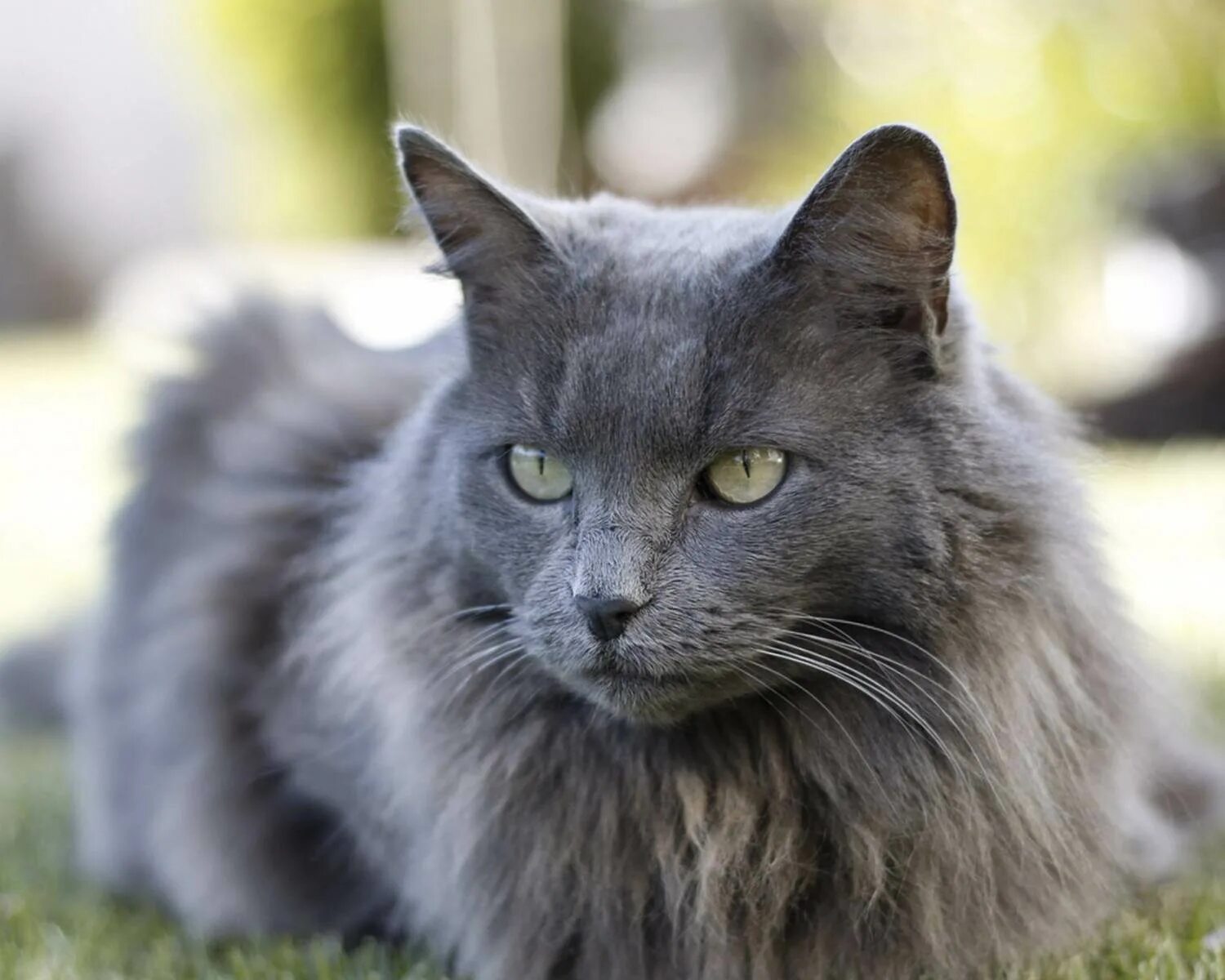 Какие серые коты
