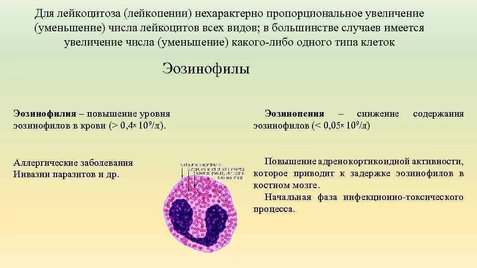 Общий лейкоцитоз. Эозинофилия и эозинопения. Уменьшение эозинофилов в крови. Повышение содержания эозинофилы. Повышение эозинофилов причины.