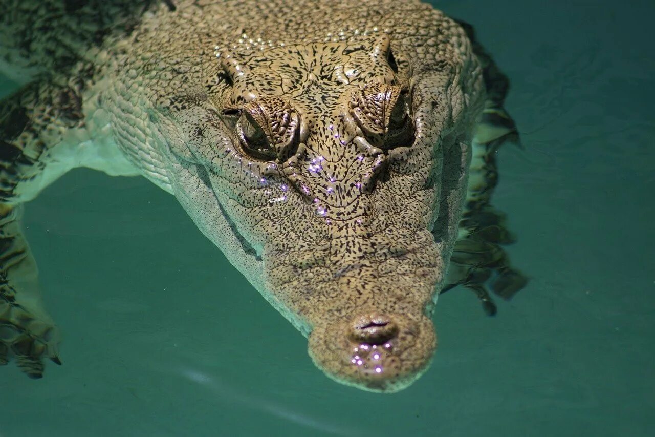 Крокодилы на шри ланке. Морской гребнистый крокодил. Гребнистый крокодил Шри Ланка. Морские крокодилы на Соломоновых островах. Шребнистый ккрокодио Шри Ланка.