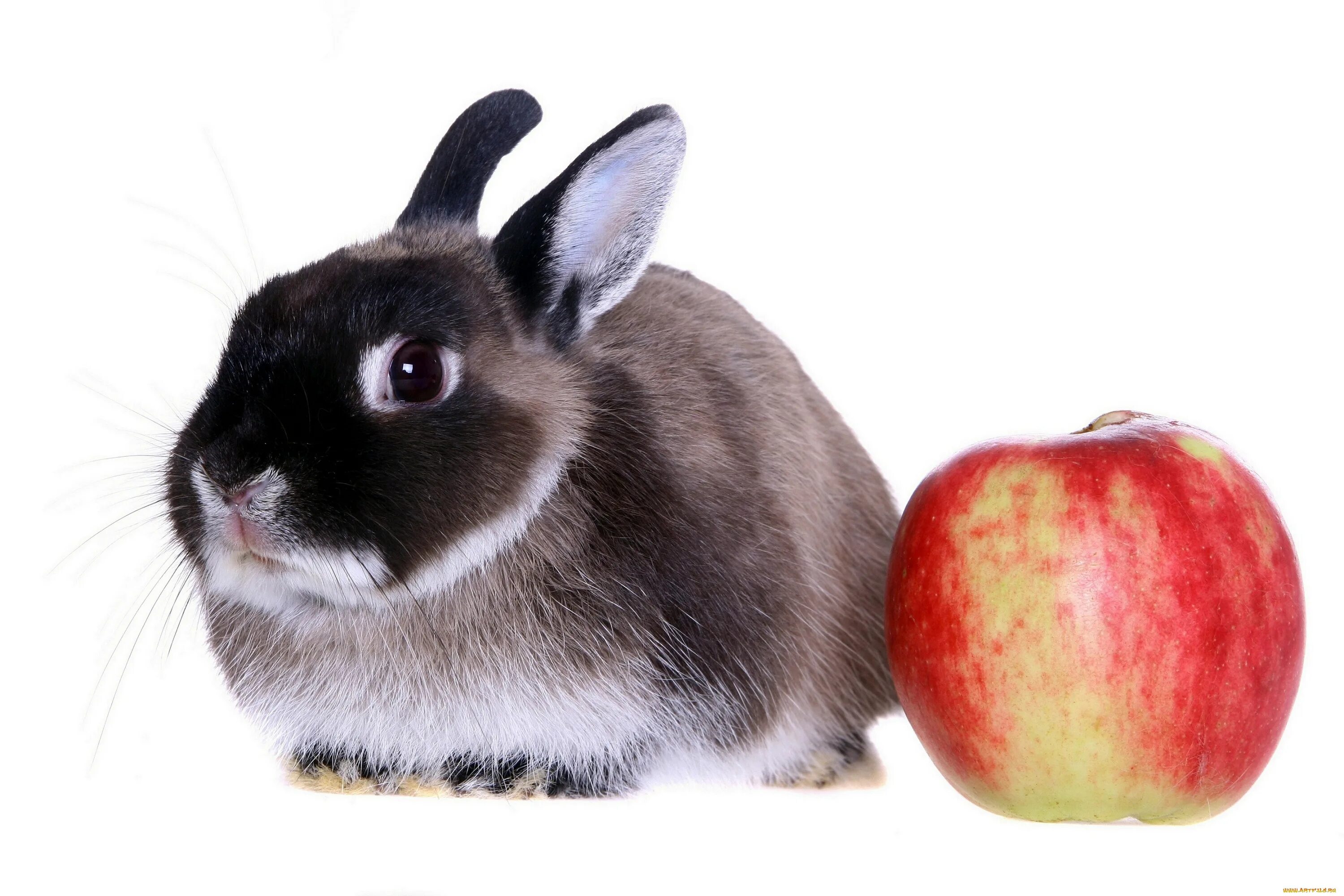 Можно кролику яблоко. Кролик фото. Кролик с яблоками. Кроличье яблоко. Кролик фото картинки.