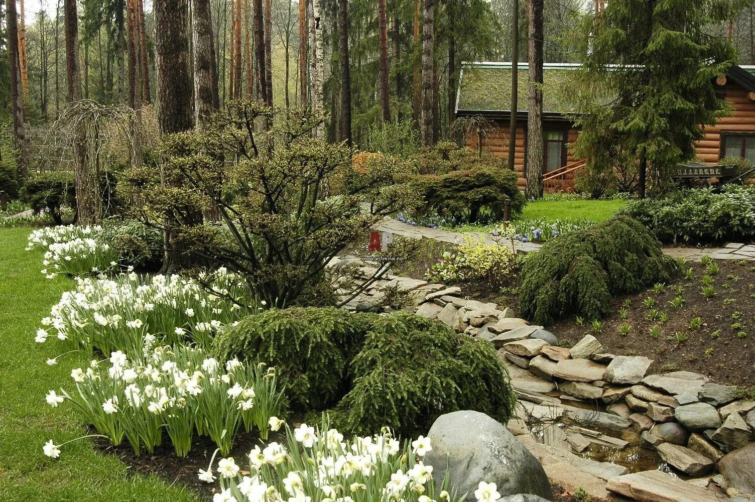 Хвойники в Лесном ландшафте. Теневыносливые хвойники. Naturgarden пейзажный стиль. Лесной участок натургарден.