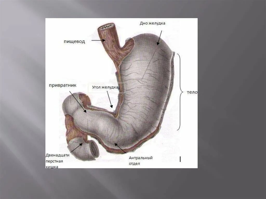 4 части желудка. Пилорический сфинктер желудка. Пилорический отдел желудка латынь. Привратниковая пещера желудка анатомия. Строение желудка тело свод.