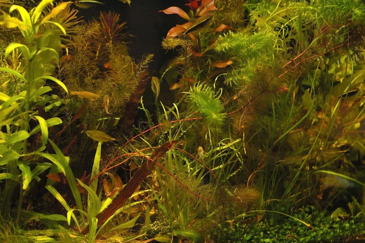 Кабомба акватика. Почему растения в аквариуме. Апоногетон курчавый. Почему растения в аквариуме. Болезни растений в аквариуме.