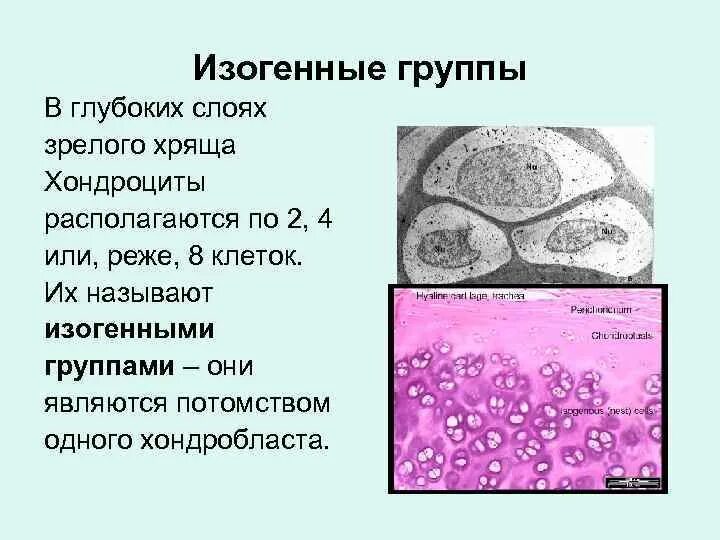 Изогенные группы. Изогенные группы гиалинового хряща. Строение изогенной группы хрящевой ткани. Изогенные хондроциты. Изогенные группы хондроцитов гиалинового хряща.