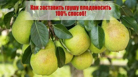 Груша не плодоносит