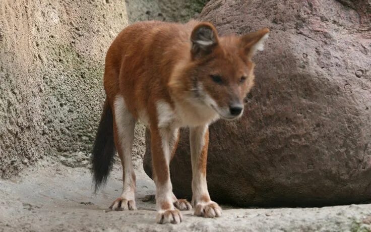 Красный волк из лео и тиг. Красный (горный) волк или cuon alpinus. Таинственная гостья лео и тиг. Красный олень из тига и лео. Красный волк из лео и тиг.
