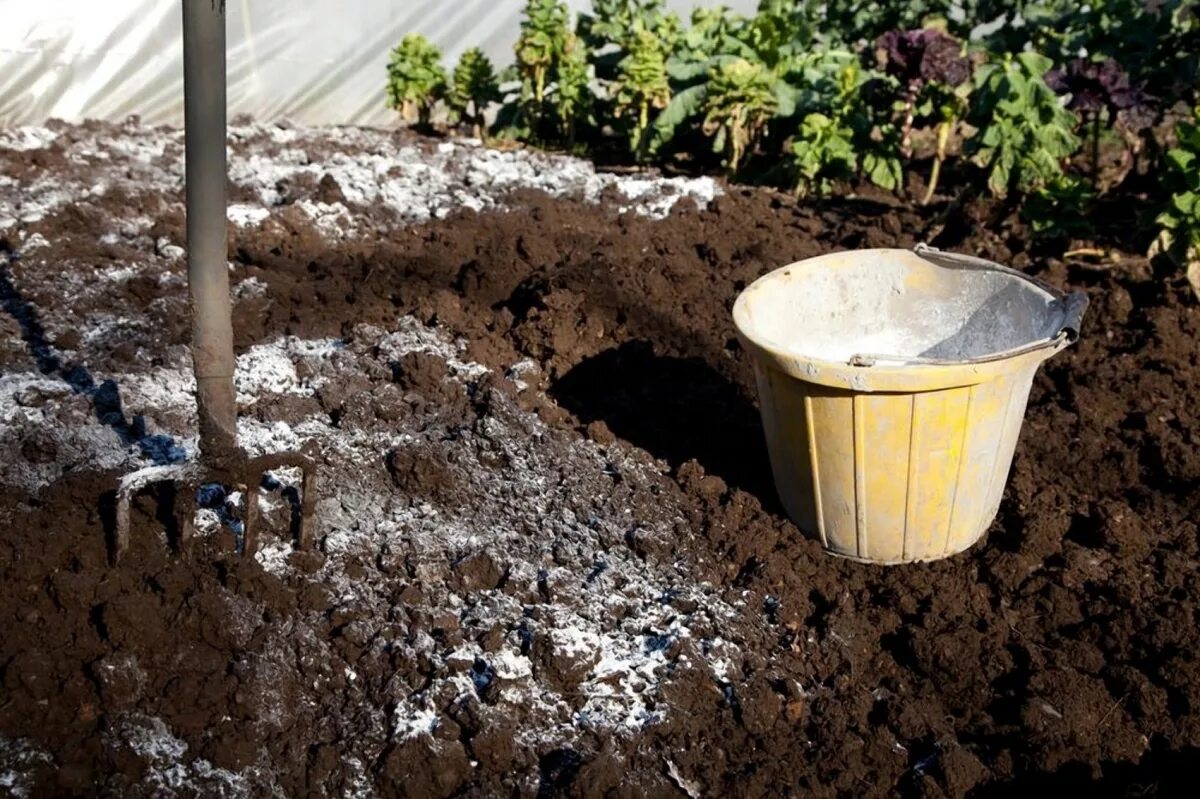 Какая почва на даче. Известковые удобрения известкование почвы. Известкование кислых почв. Известь для сада. ТОРФОВАНИЕ почвы.