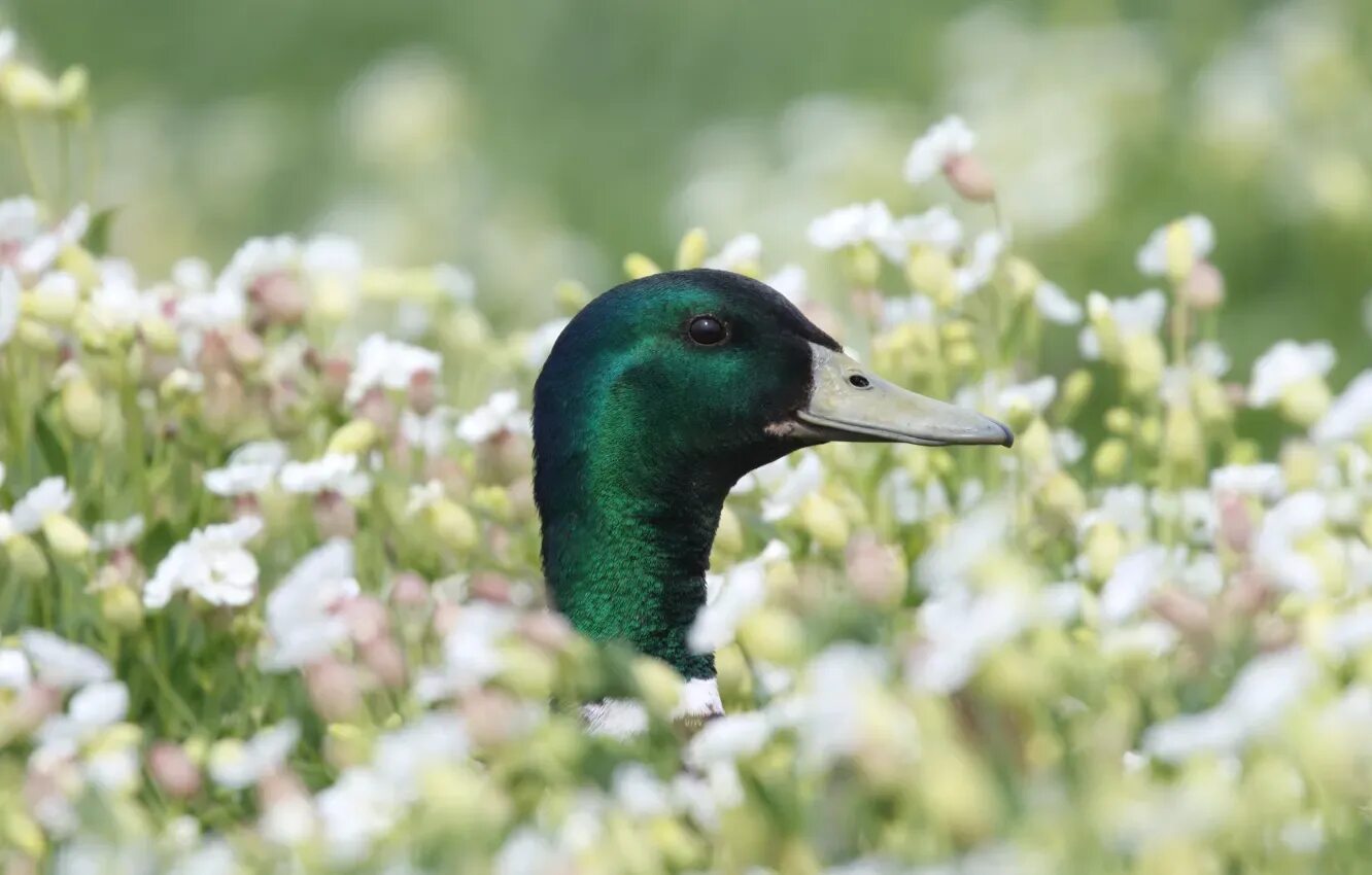 Duck up