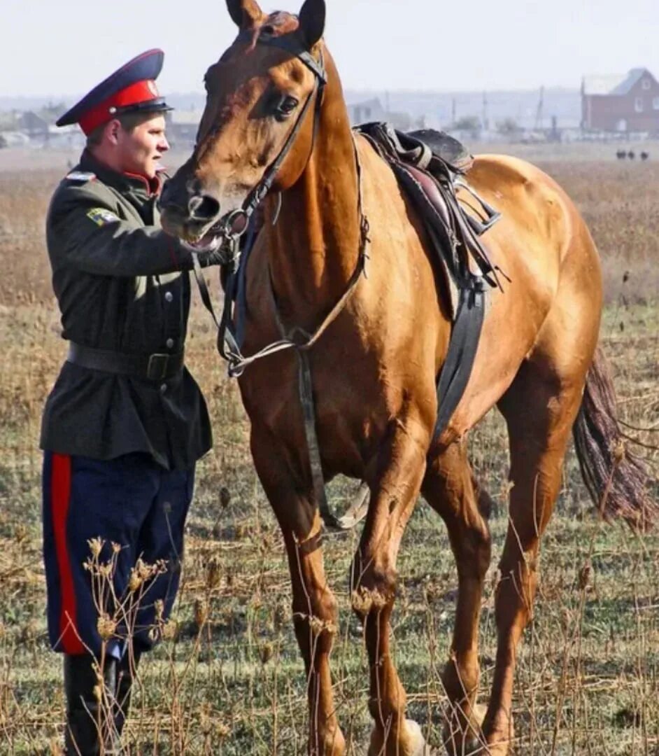 Казаки на дону. Коневодство донских казаков. Коневодство донских казаков. Сел казак на лошадь. Казачья лошадь.
